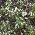 Spiraea thunbergii P27